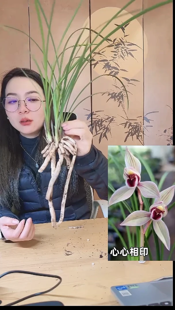 当前无花栽培后可以开花：心心相印