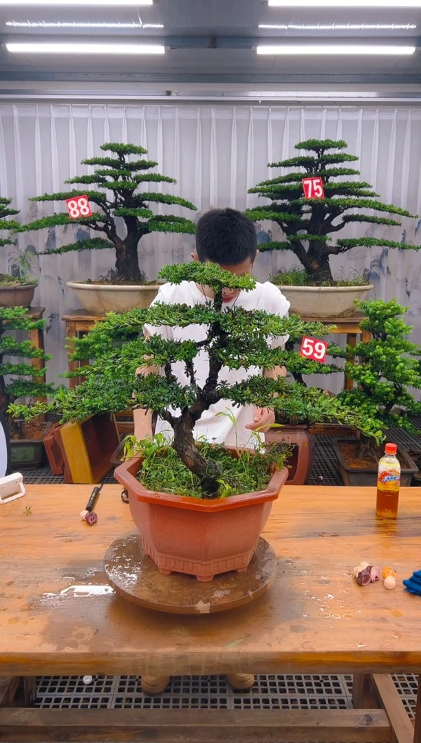 无花朵精品盆景直播间一物一拍
