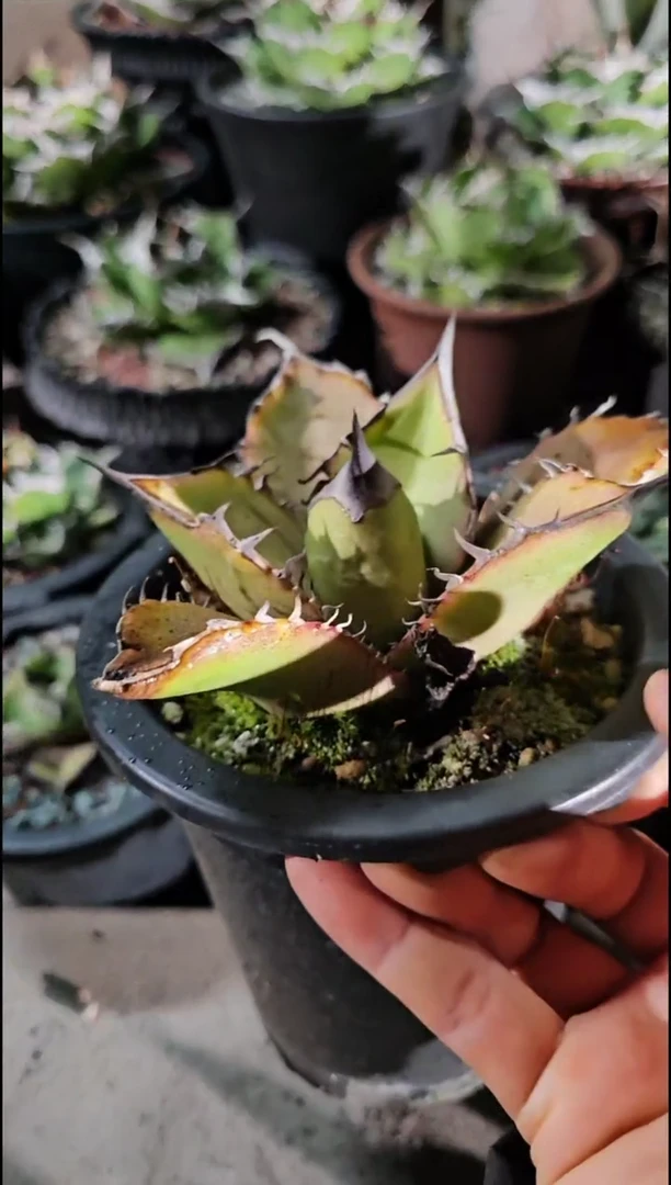 N****）绿肌籽播实生-顶芽(直播竞拍/基因保证/非组培)