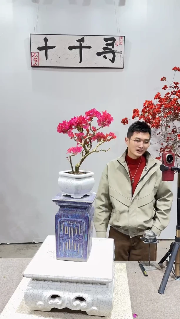 完全开放四季红三角梅