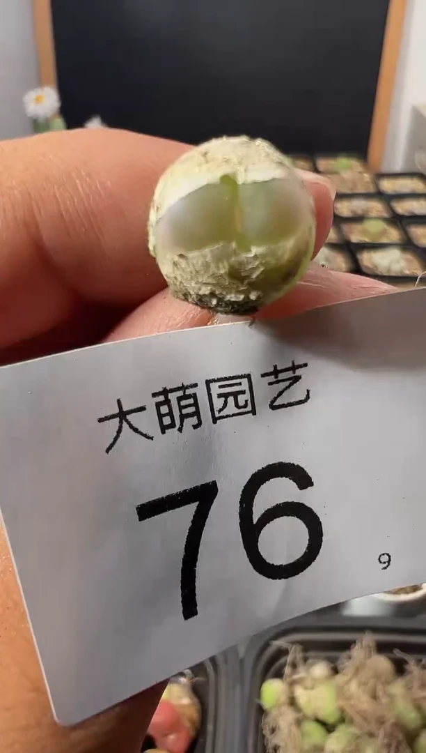 一物一拍          76