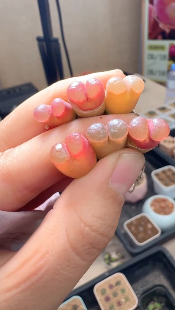 疯狂的多肉石头261黑眼豆豆x磁铁一颗