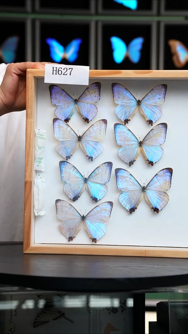 定制单只夜明珠闪蝶标本