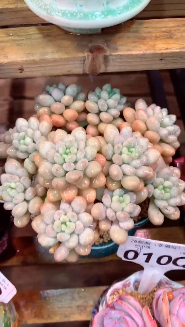 009Q（一物一拍，精品多肉，所见即所得 ）