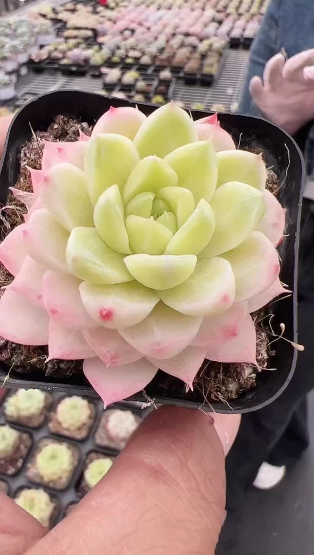 东云多肉园新款-111