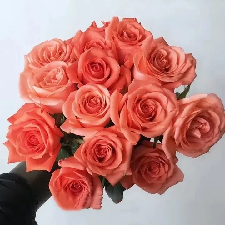 影星玫瑰鲜花家庭水养插花办公室用花云南鲜花基地直发包邮