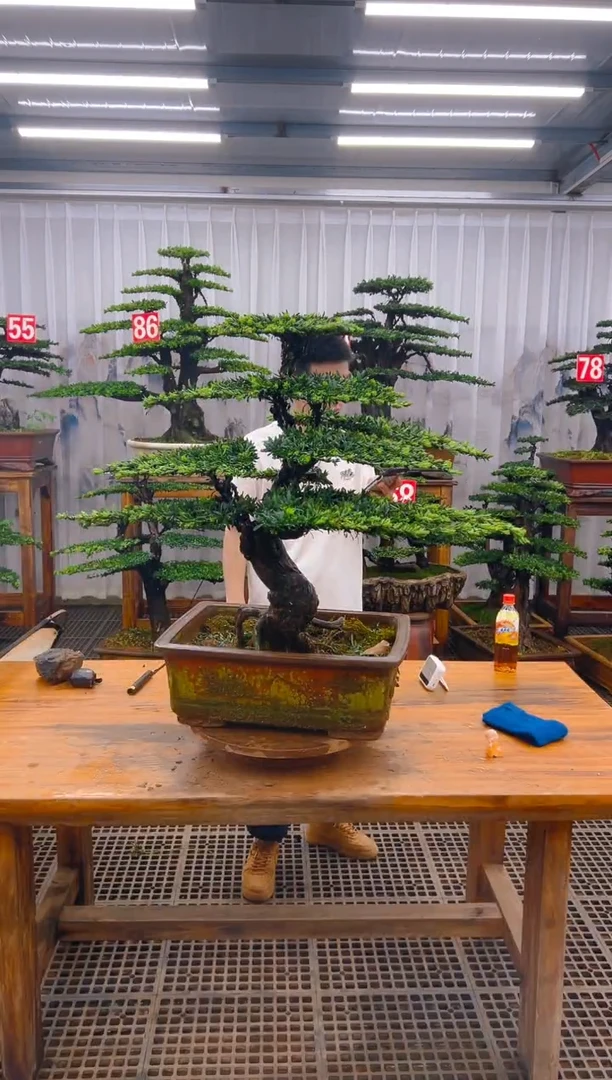 无花朵精品盆景直播间一物一拍
