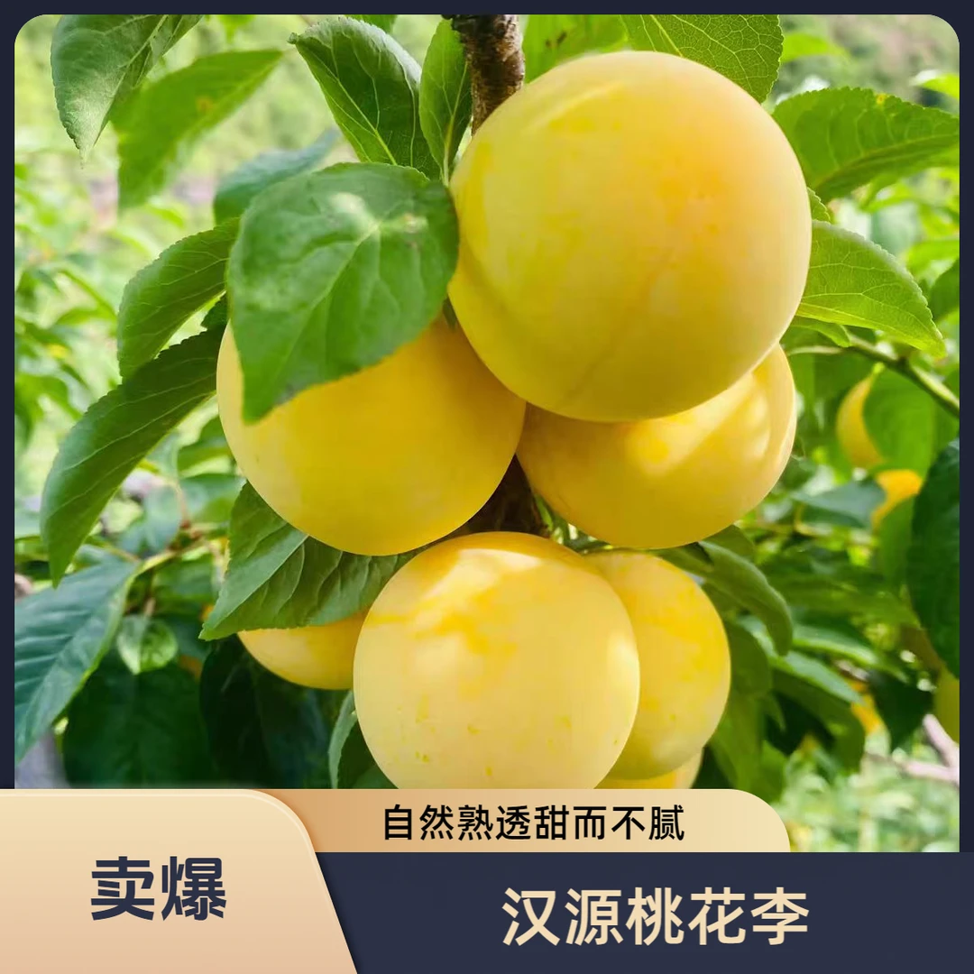 [坏果包赔] 汉源桃花李（冰糖李）现摘现发黄金奈李4斤