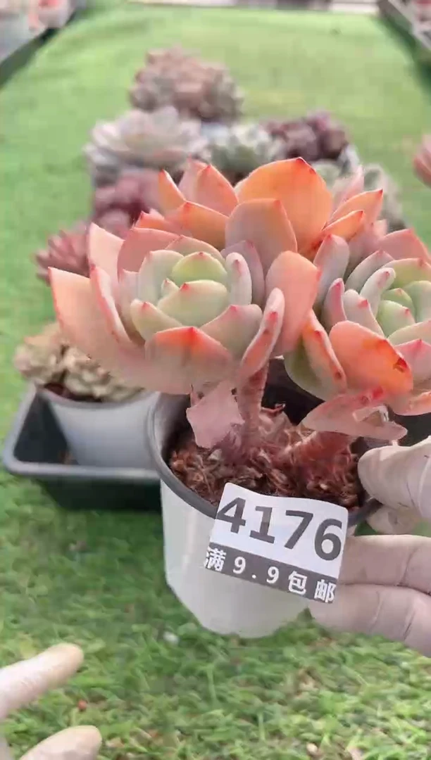 【闪购商品】信福多肉一物一拍