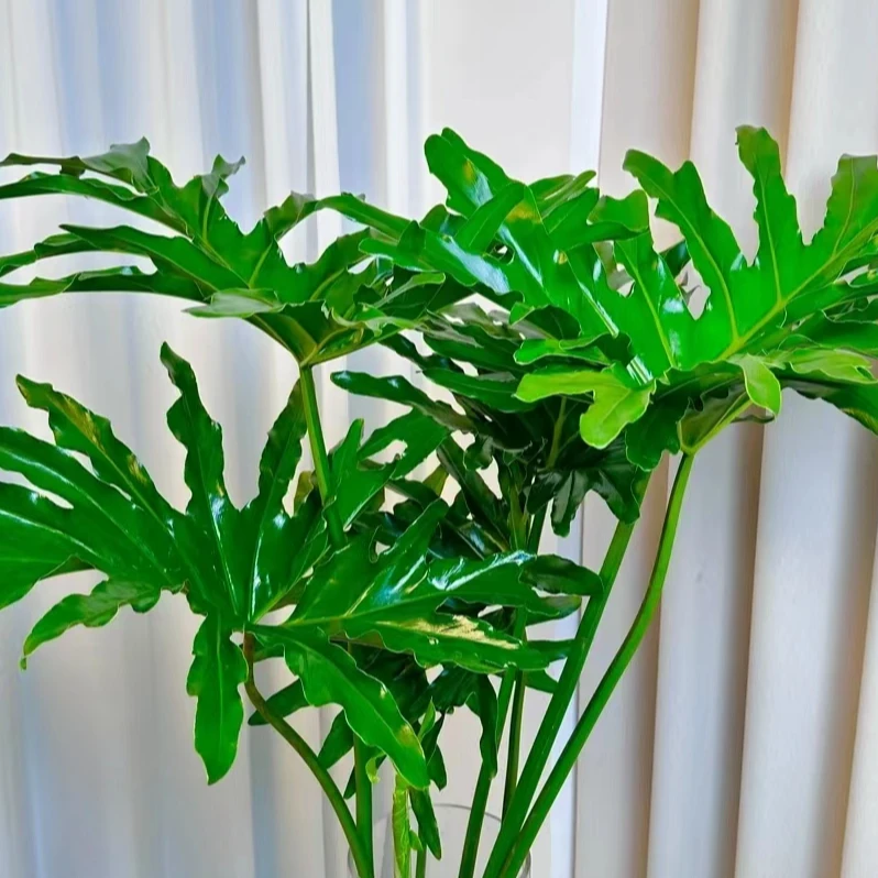 【龙鳞春羽】室内绿植春羽盆栽水培土培好养护盆景观叶植物新手