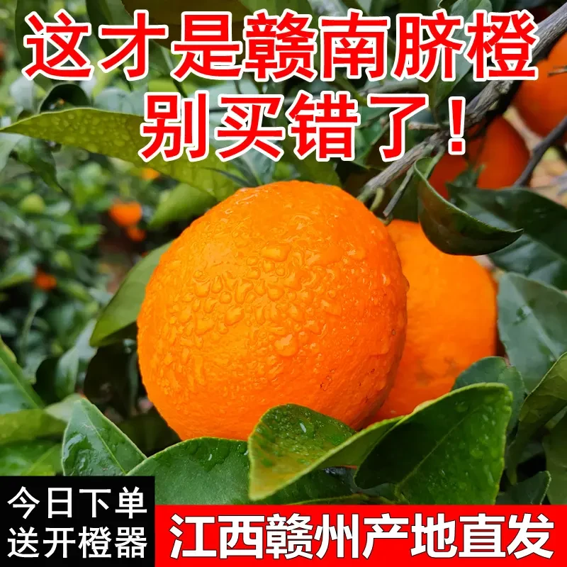 正宗江西赣南脐橙新鲜现摘应季水果果肉细腻多汁源头产地直发包邮