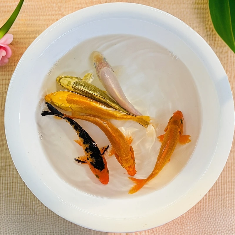 黄金锦鲤古黄金锦鲤介子等5-20厘米大型观赏鱼鱼苗