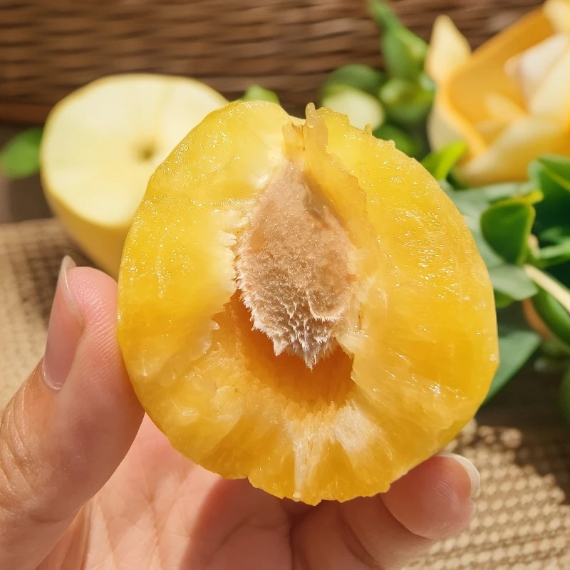 高山黄金西梅脆甜多汁软糯香甜应季水果现摘现发