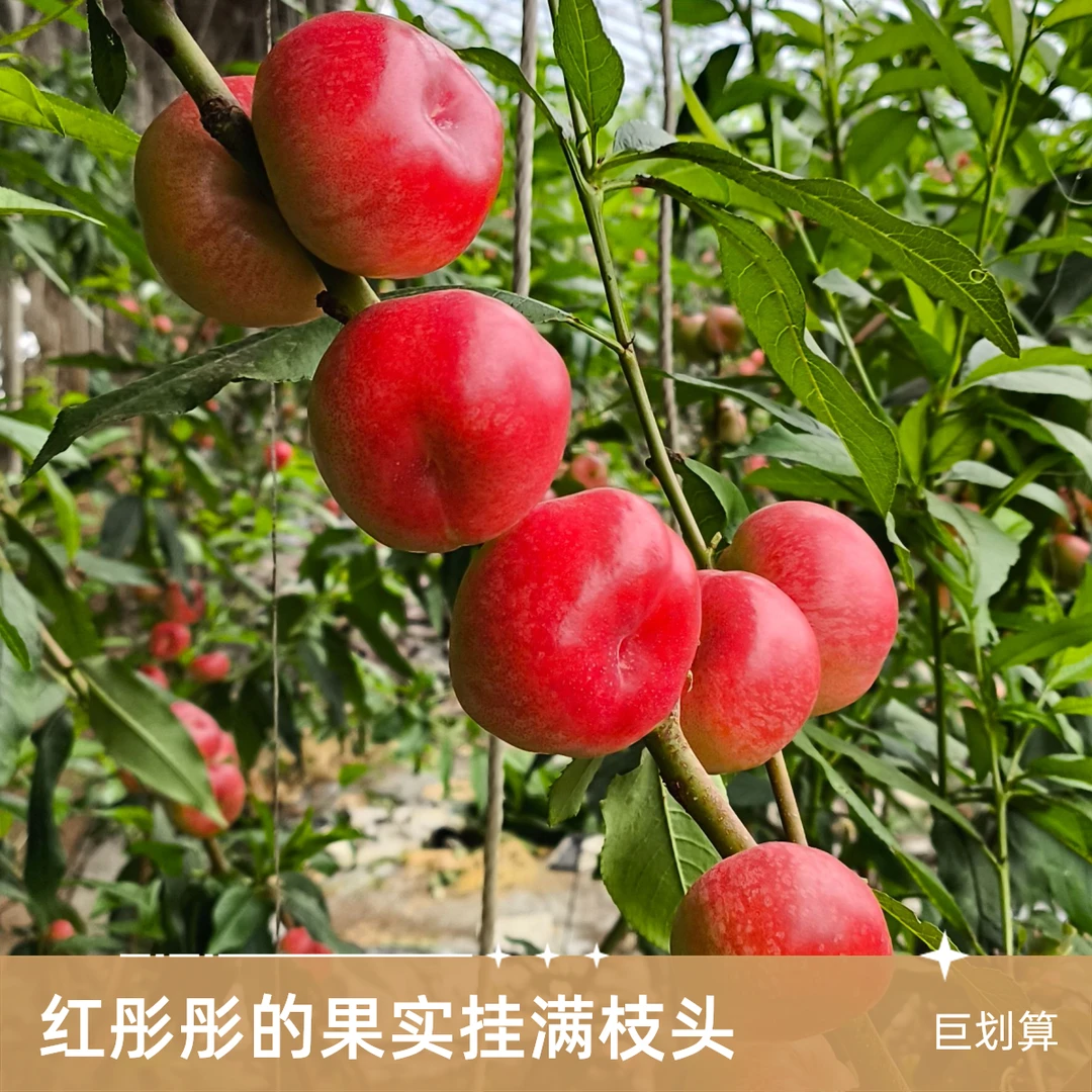 「守慧鲜仓·纽扣蟠桃」北纬42°寒地黑土孕育，脆爽无比，清淡桃香
