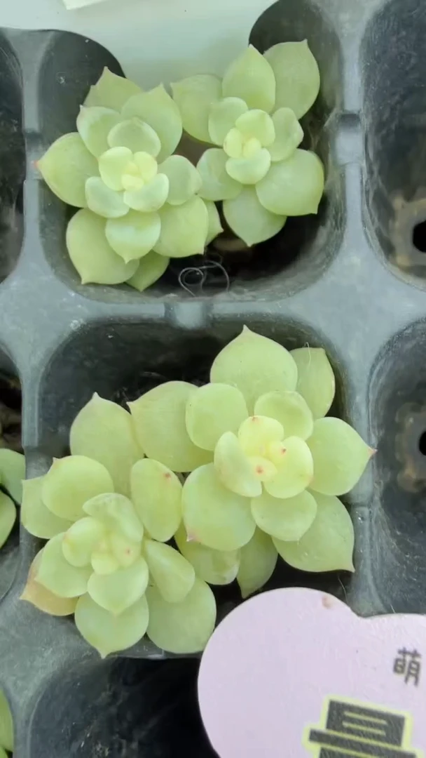 隐藏CF 量拍混发 满9.9包邮