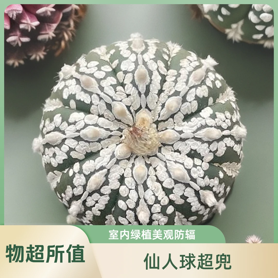 浓白超兜仙人球多肉植物室内绿植盆栽吸甲醛防辐射开花