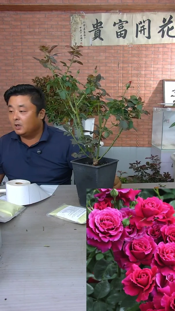 当前无花朵，栽培后可花朵红丘