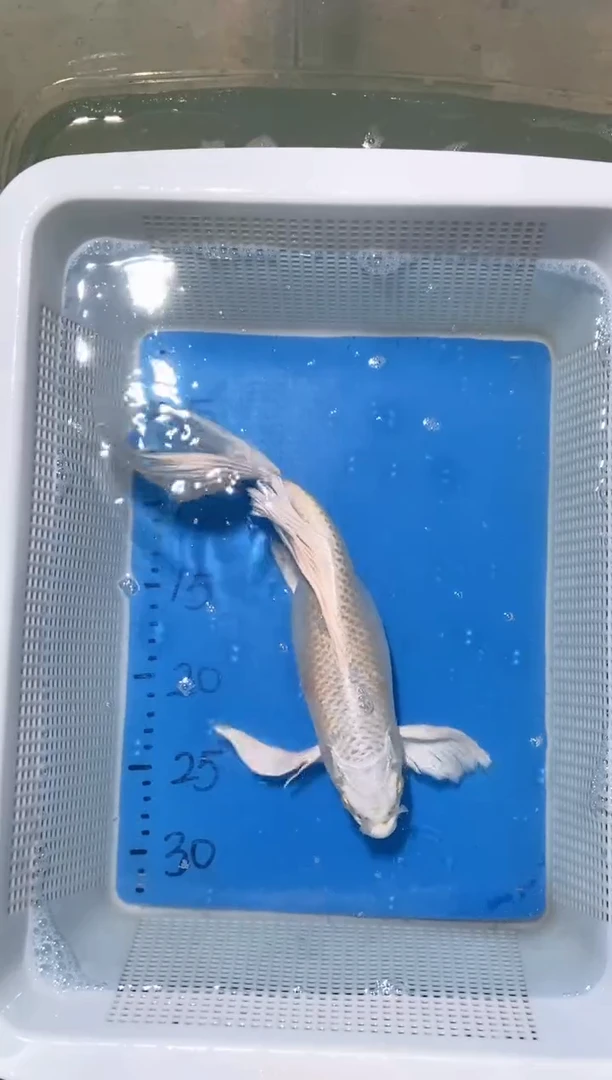 锦鲤锦鲤蝴蝶鲤鱼拍开箱视频包售后