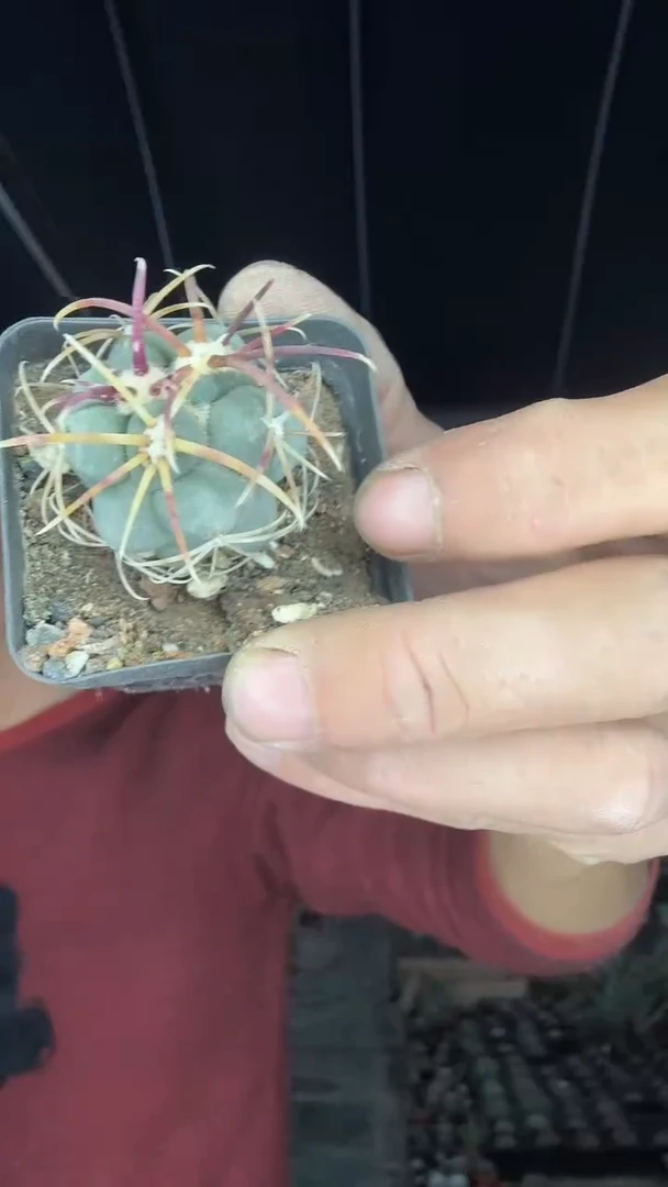 3-99号绯冠龙39.99