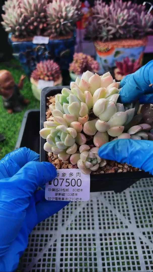 昆明印象多肉07500