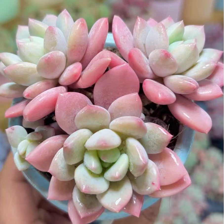 慢悠花房 拉丝雨 精品多肉办公室阳台绿植园艺盆栽多肉植物