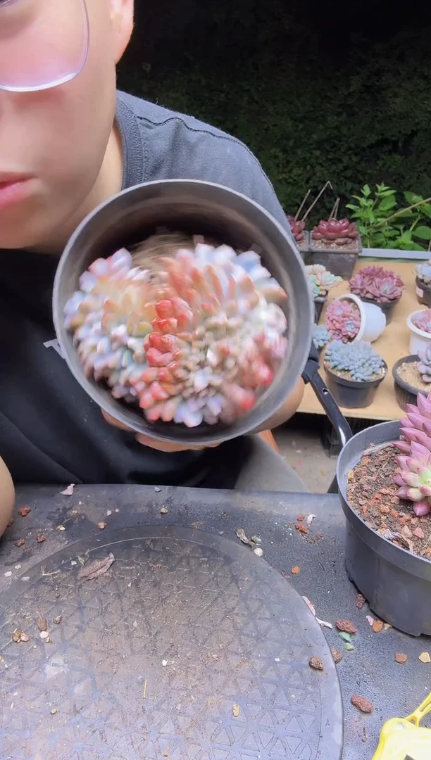 小*儿陈梦露缀化一物一拍福利