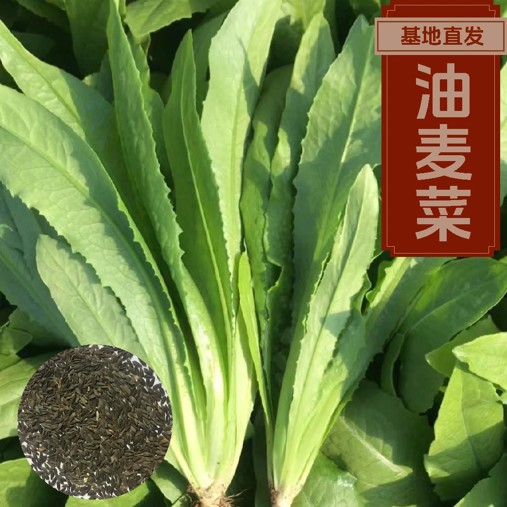 【菜种子】油麦菜冰菜菠菜苦菊空心菜种子四季播种