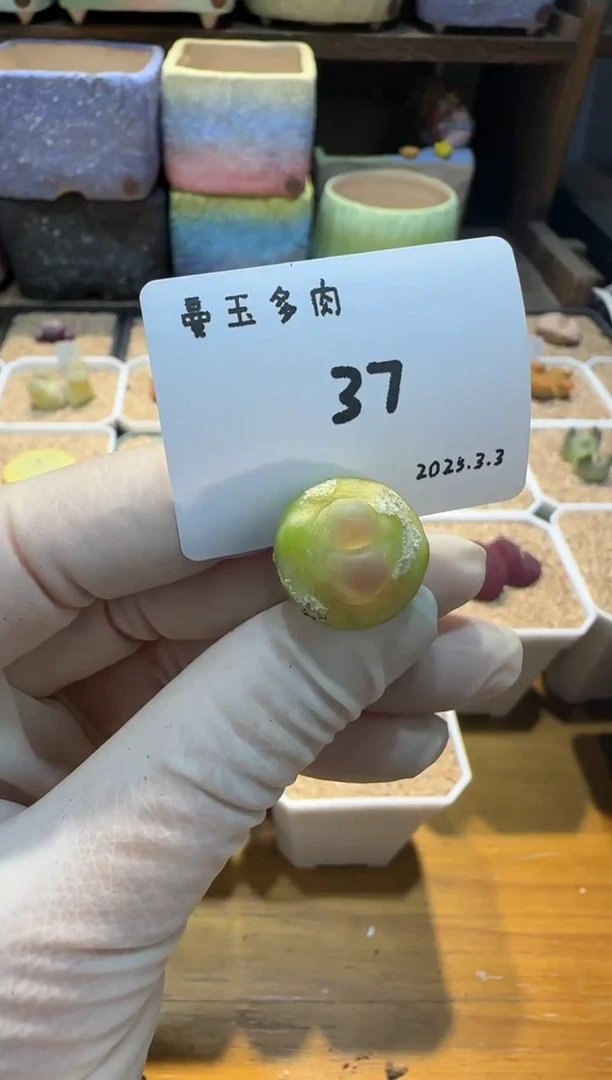 【闪购商品】25.3.3-37三分甜