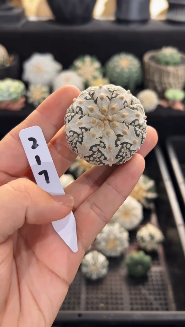 不含盆土实生编码217