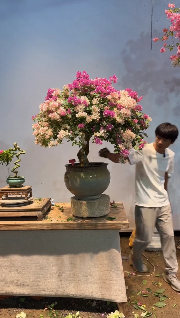 全部花朵永**败三角梅35