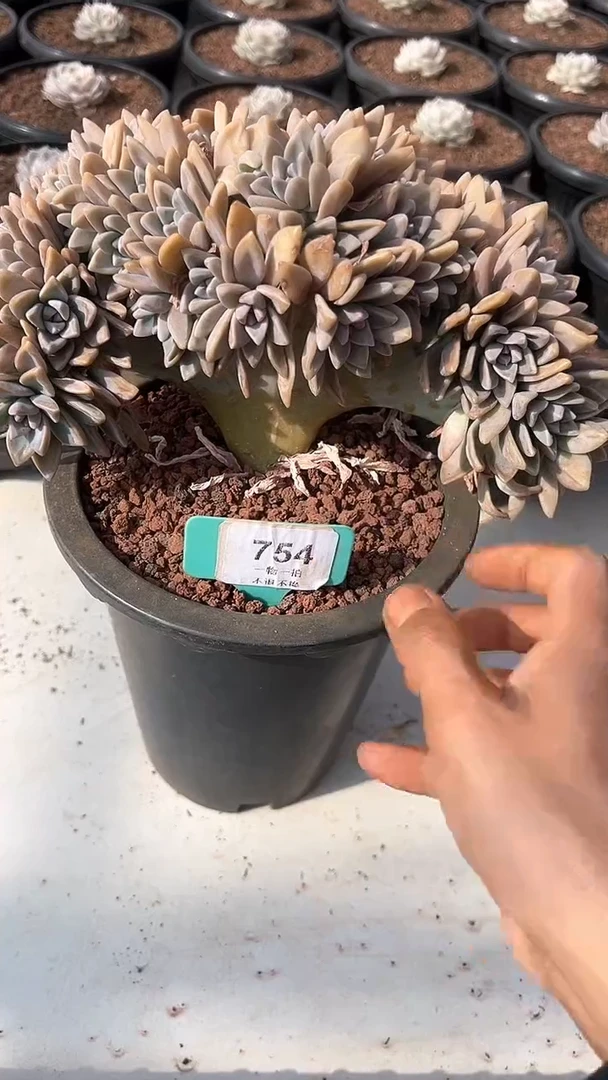 【闪购商品】754号淡雪缀多肉