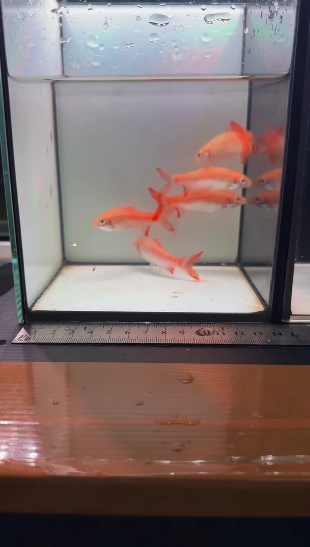 海水鱼白子红尾鲫