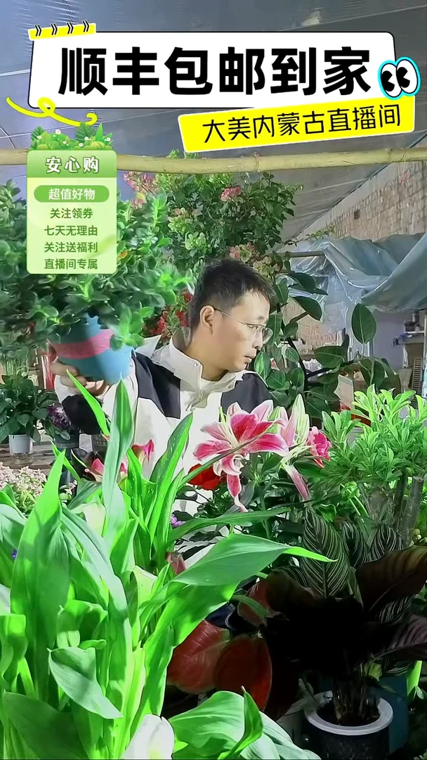 完全开放黄色金鱼吊兰