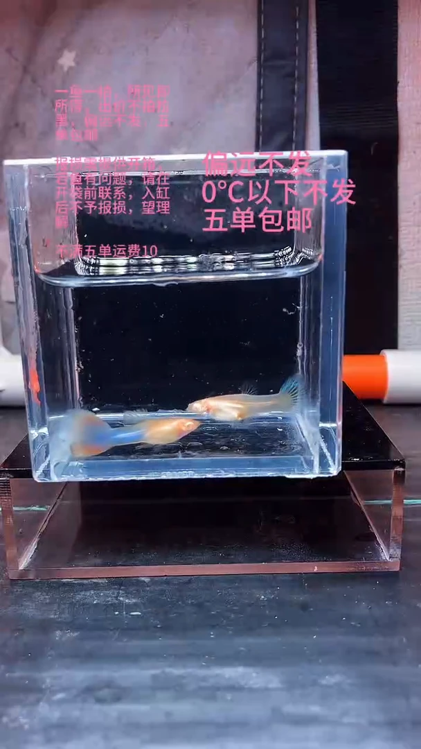 孔雀鱼孔雀鱼 15
