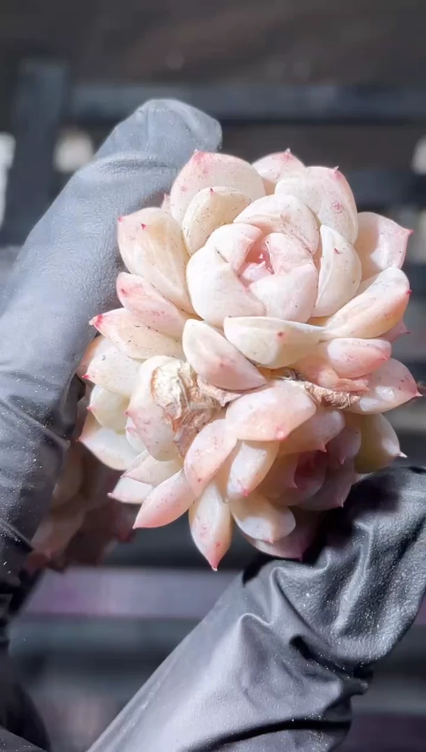 17-89小白白群3-4厘米不包整散量拍发一颗