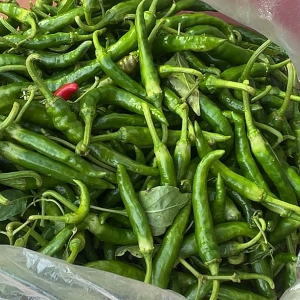 薄皮辣椒现摘青椒红辣椒邳州本地新鲜辣椒现货现摘现发辣味纯正