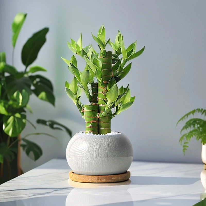 懒人植物富贵竹盆栽步步高室内桌面迷你绿植办公室文昌竹易养护