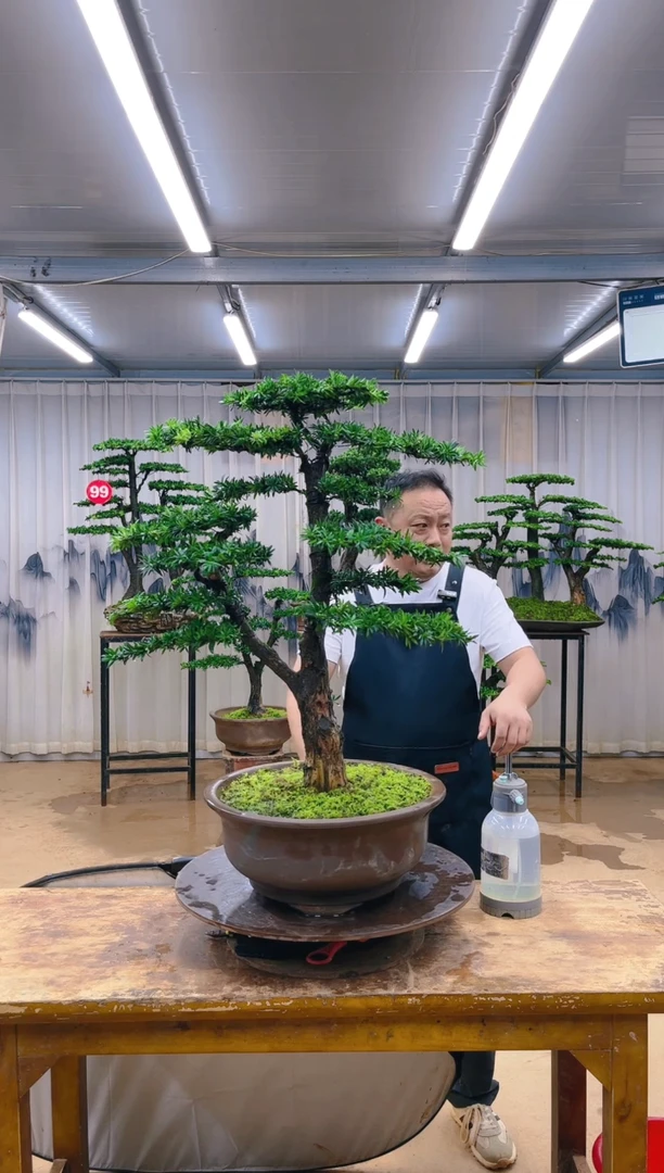 无花朵精品盆景  一物一拍