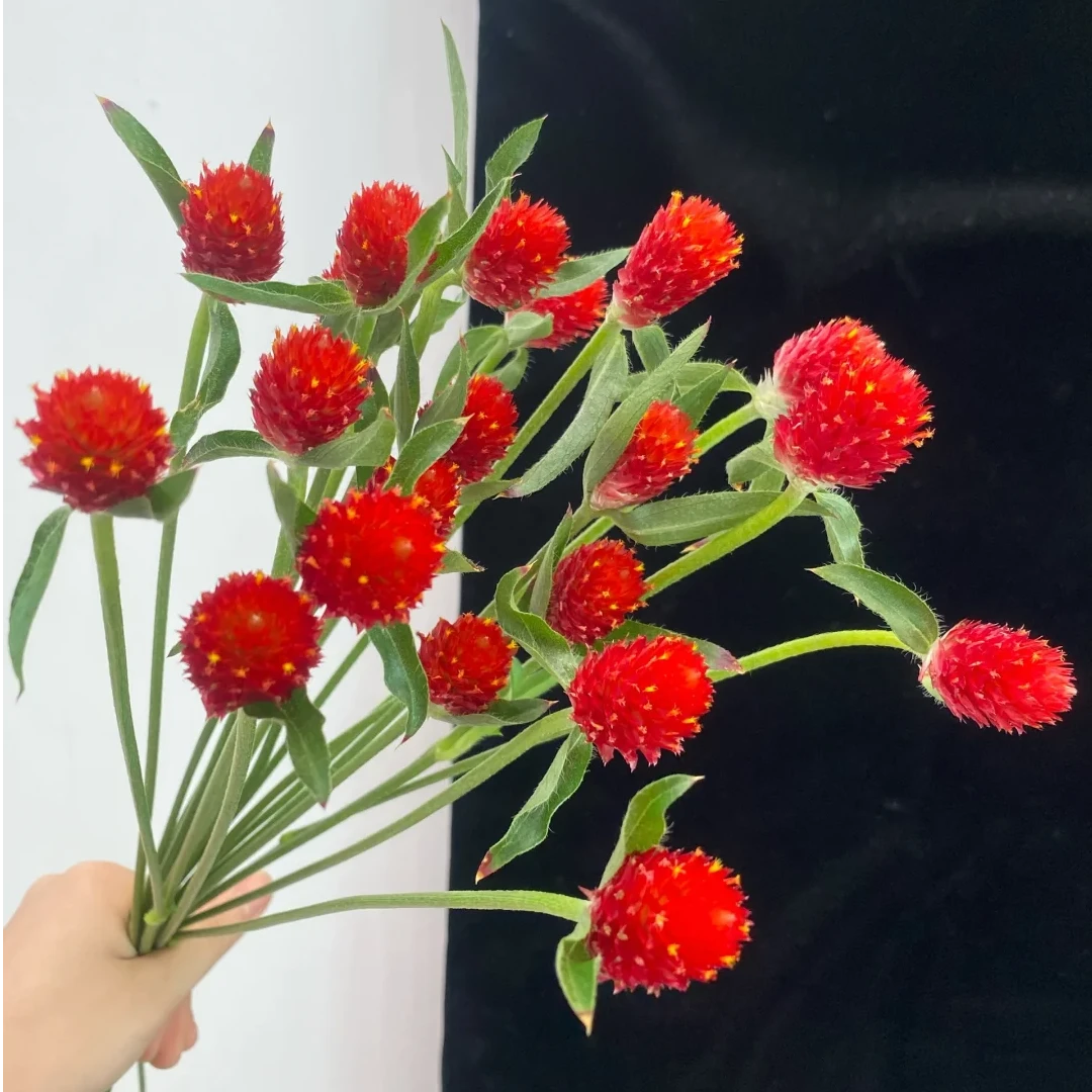 【全疆京东包邮】千日红一把