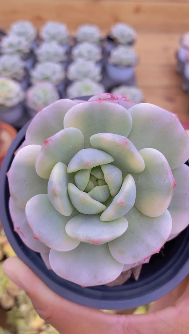 26- 香草锦（量拍）