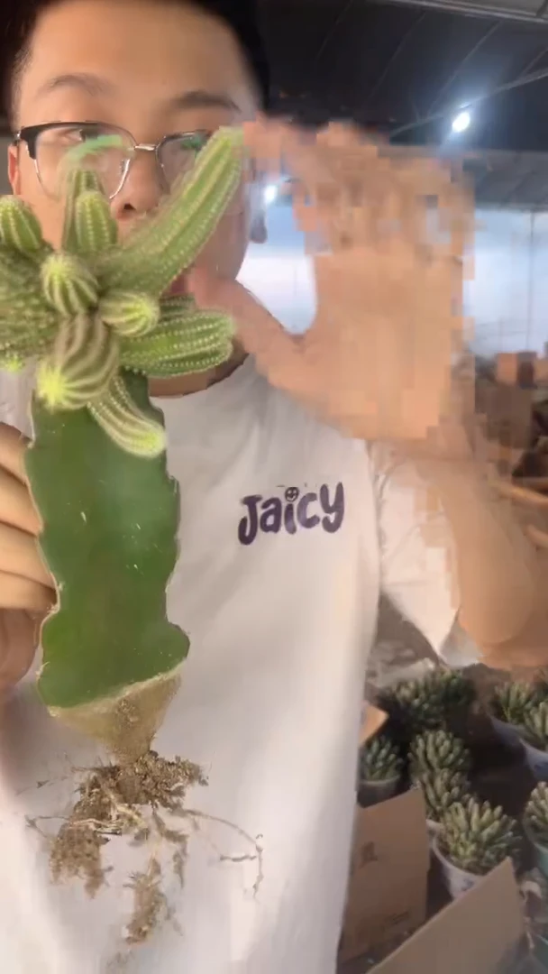 多头 白檀【嫁接】