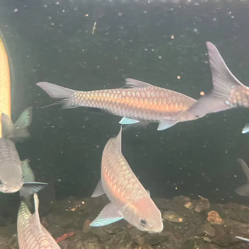 保山蓝吉罗野生包邮包活