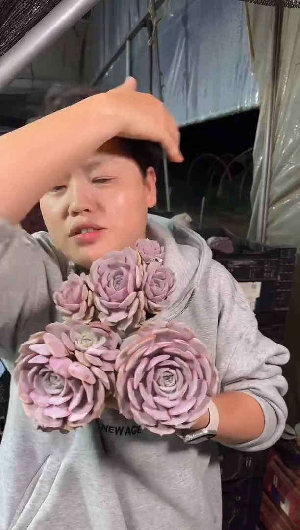 单头起粉蝶带盆土3颗5.99