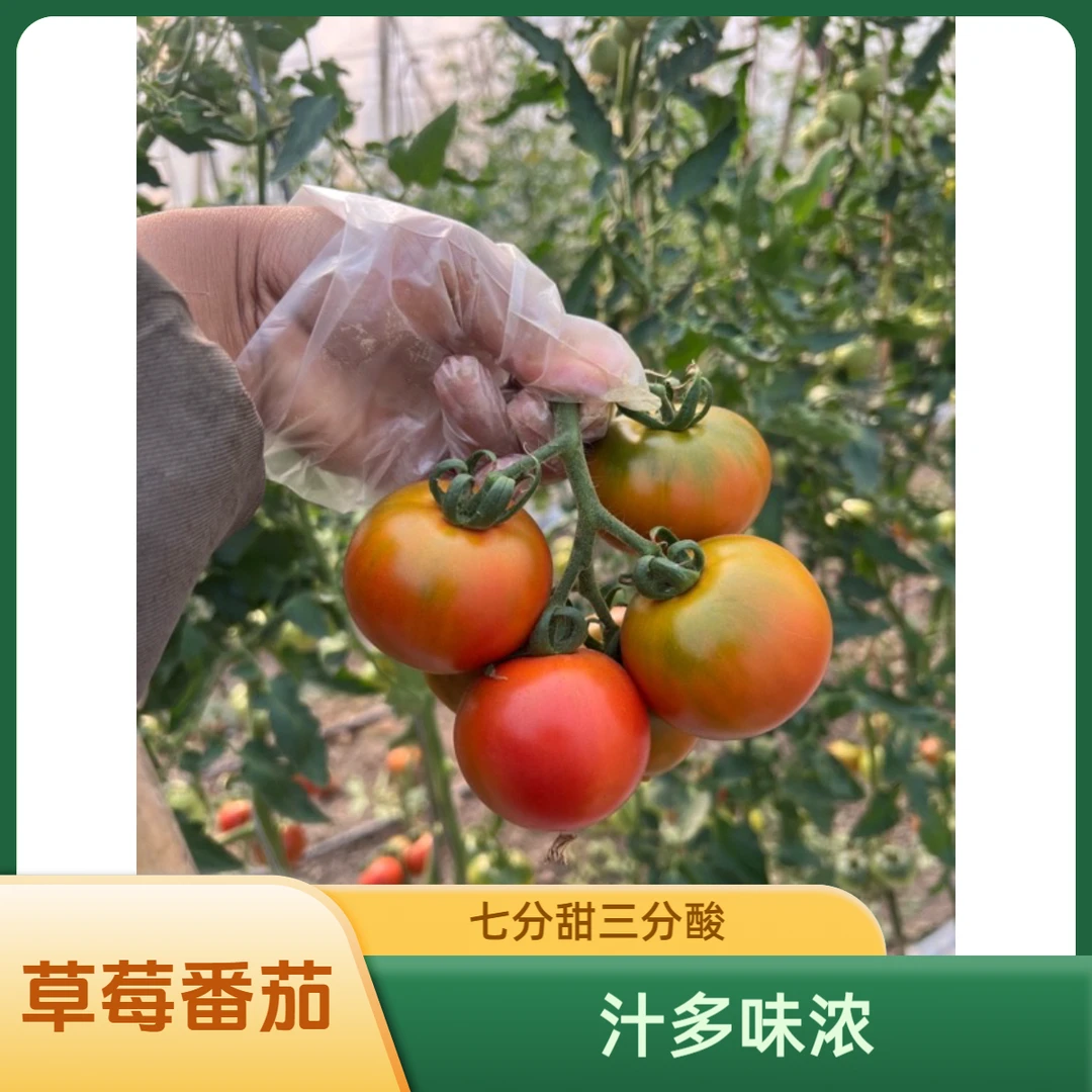 【小果】盘锦碱地柿子~脆~西红柿口感型水果番茄三分酸七分甜