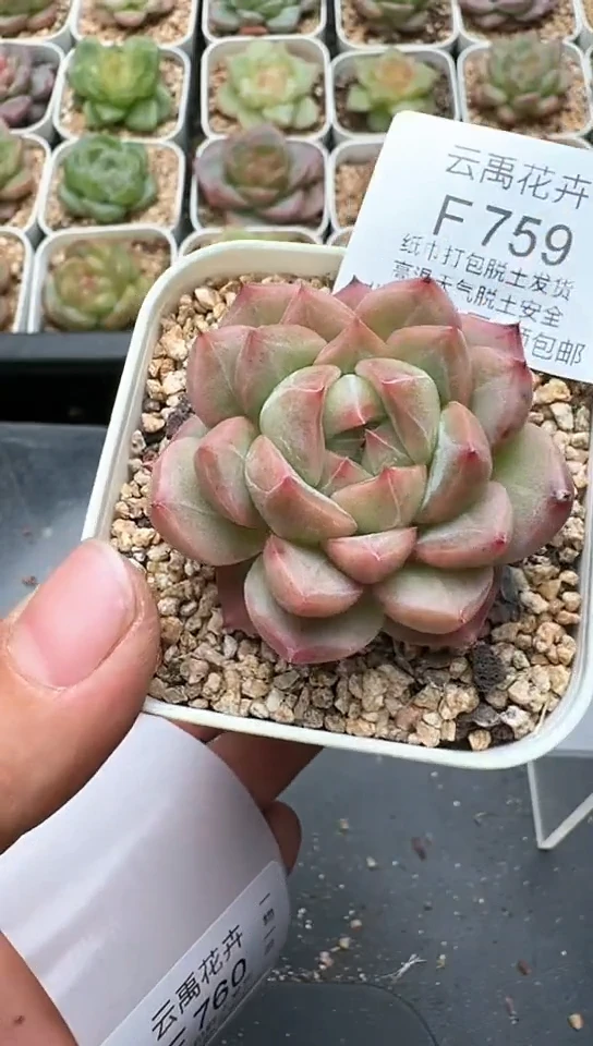 759F云禹多肉植物 默认脱土纸巾打包 3颗包邮