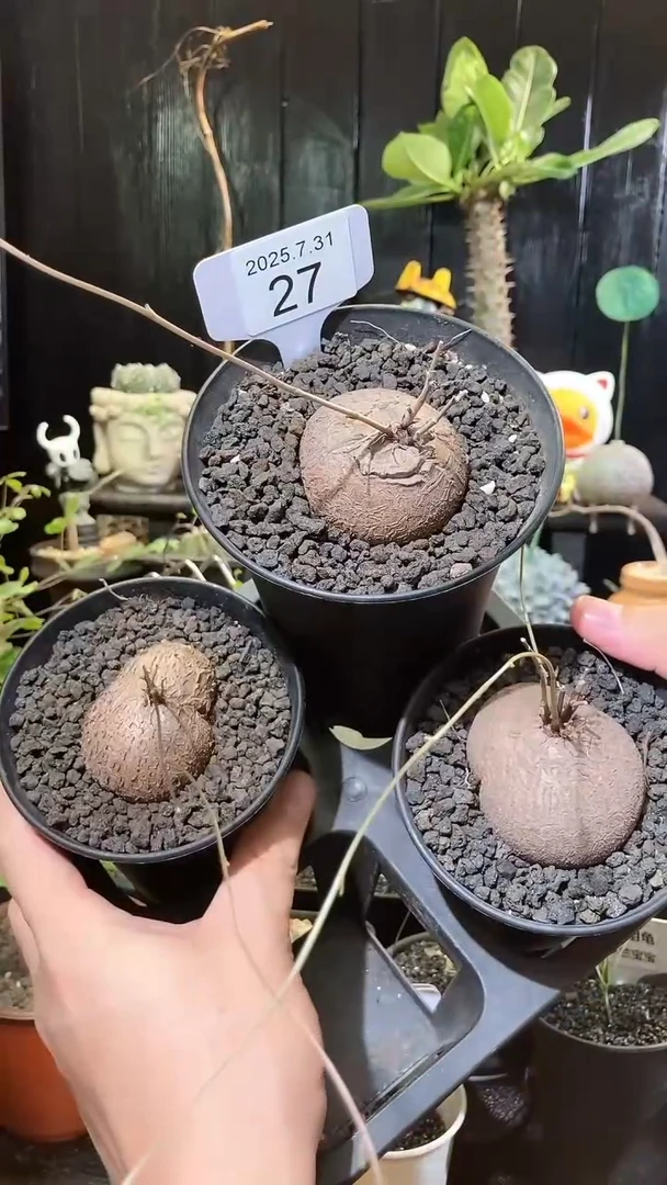 27号731福利异形南非龟甲龙三颗