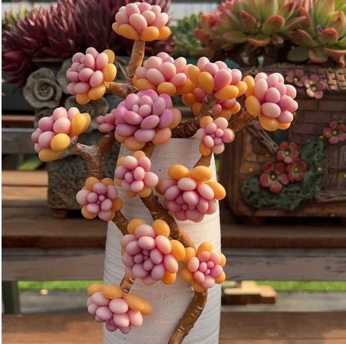 挽风多肉保温箱专拍链接