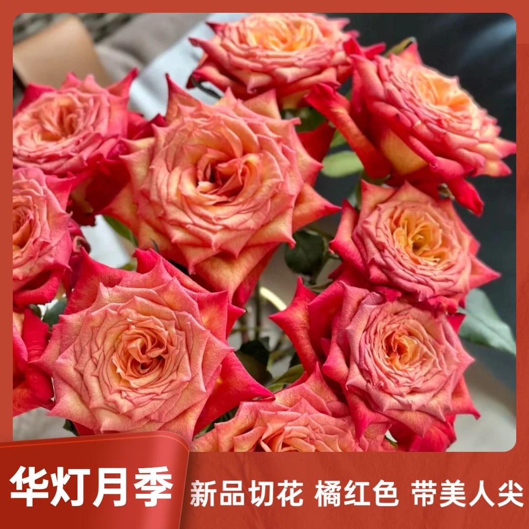 华灯新品切花月季花苗复古渐变花色花瓣厚实开放度好花期长抗病好
