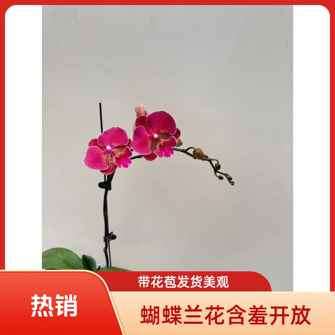 朝暮里蝴蝶兰(花木兰)3.0寸带花带花苞开花珠发货