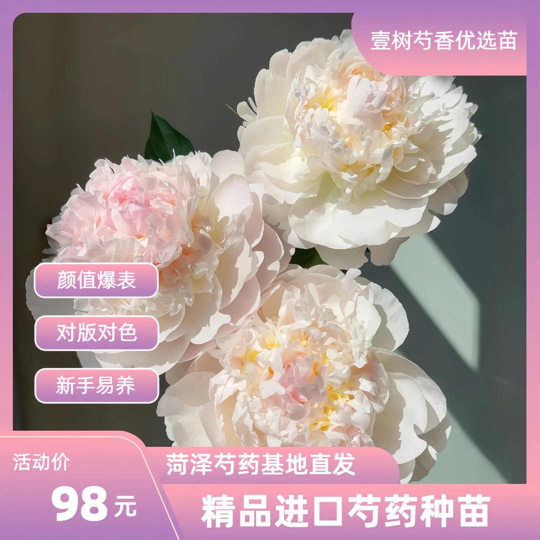【进口芍药羞涩女王】种苗源头直发保对版盆栽庭院阳台办公室易成活